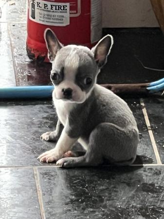 Image 19 of chunky rare colours full pedigree blue eyed Boston terriers