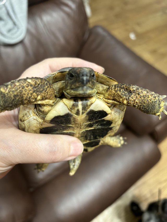 Preview of the first image of 3 year old Herman tortoise.