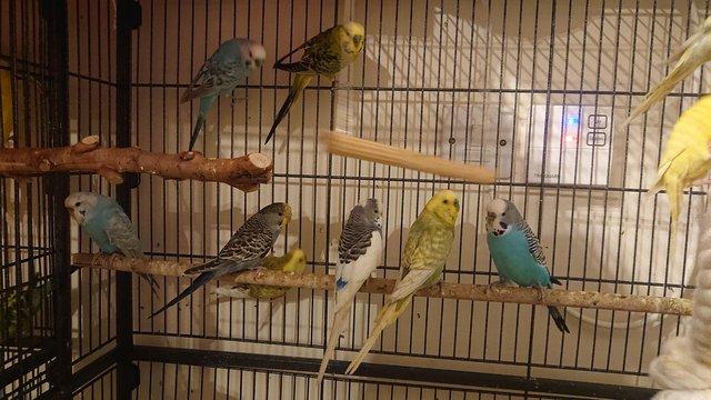 Image 2 of mixed budgies for salemales and females