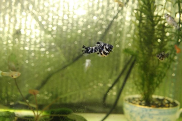 Image 2 of Tropical Fish Male & Female Guppies and Mollies £1 Each