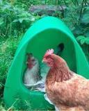 Image 1 of Chicken poultry supplies, bedding, feed etc