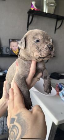 Image 17 of Amazing high quality Cane Corso Puppies