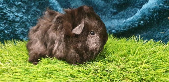 Image 5 of lovely Female (Sows) Guinea Pigs for Sale