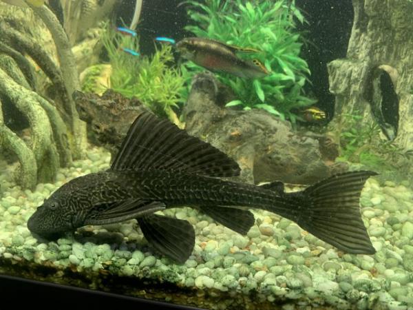 Image 3 of Angel fish, parrot fish also guppies and platies