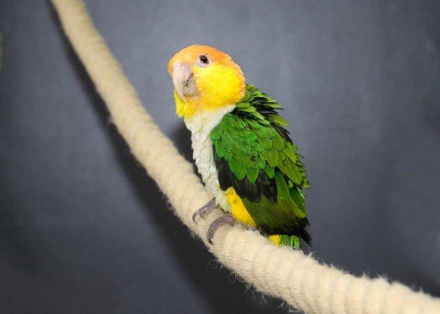 Preview of the first image of Baby Yellow Thigh Caique for sale,19.