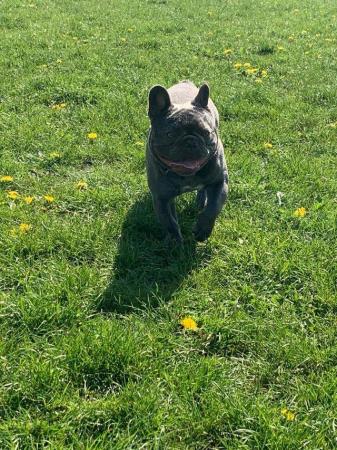 Image 6 of MAVERICK solid lilac a/a health tested french bulldog stud