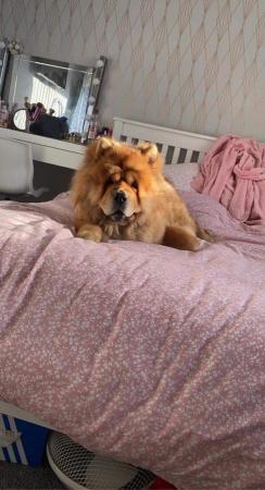 Image 3 of 3yr old chow chow male dog for sale