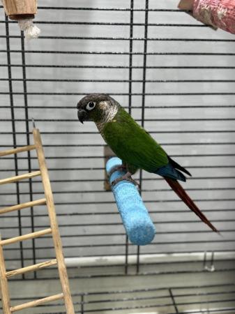 Image 2 of Young Conure with large cage and stand
