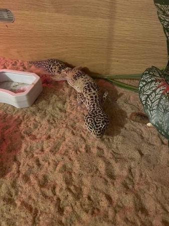 Image 5 of Mixed selection of female geckos for sale