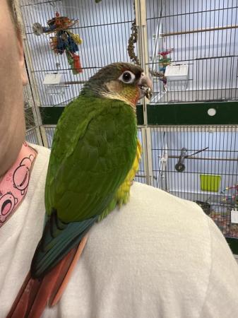 Image 1 of Hand Reared Baby Green Cheek Conures At Urban Exotics