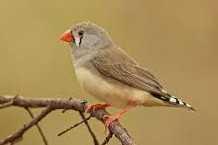 Image 3 of Beautiful Young Zebra Finch PAIRS for Sale