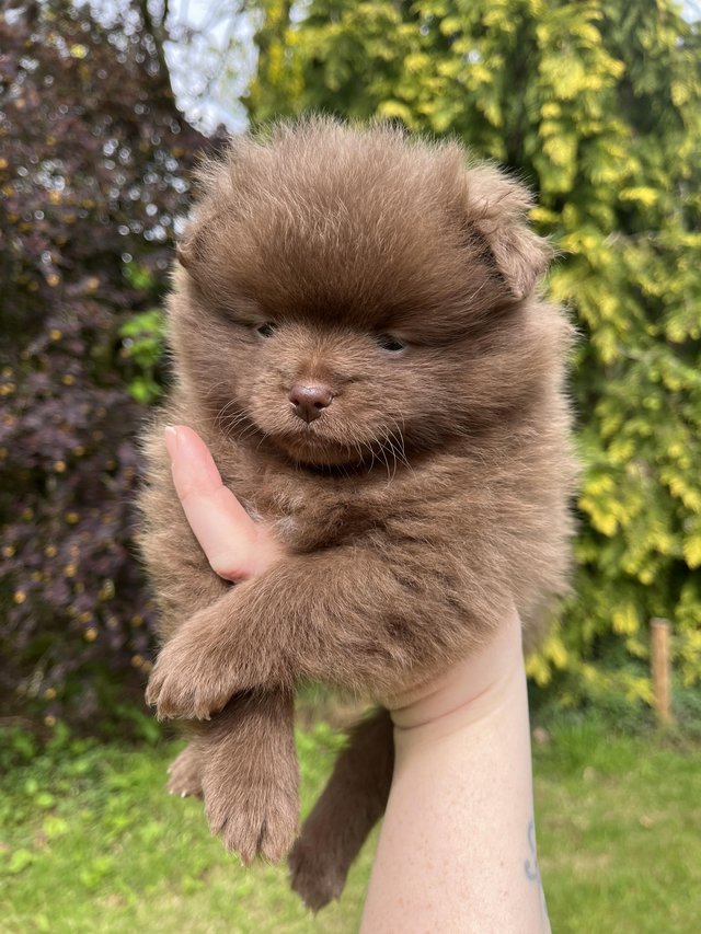 Preview of the first image of Ready now! Chocolate & sable Pomeranian puppies.