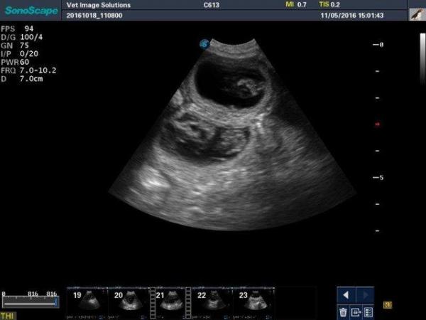 Image 1 of Accredited Dog Pregnancy Scanning Service
