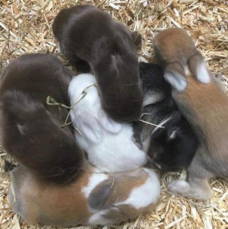 Image 5 of MINI LOP BUNNIES - 5 STAR HOMES ONLY