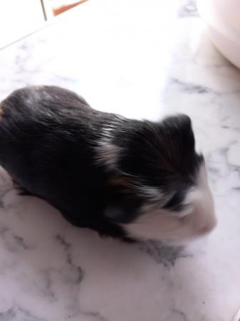 Image 5 of 2 baby girl guinea pigs ready to leave 10th april