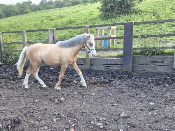 Image 1 of Welsh Section A registered yearling palamino colt