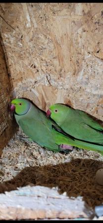 Image 3 of Semi tame hand reared green indian ringneck chicks