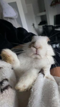 Image 3 of 9 month old male rabbit for sale
