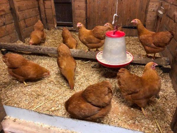 Image 17 of *POULTRY FOR SALE,EGGS,CHICKS,GROWERS,POL PULLETS*