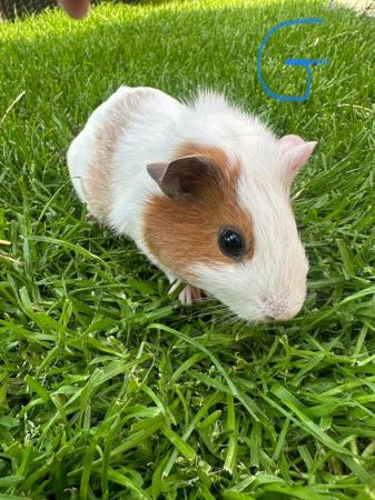 Image 5 of Male and Female Guinea pigs