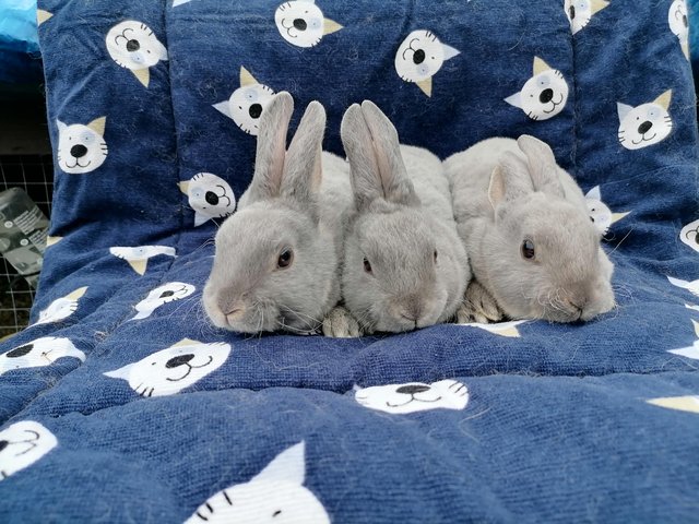 Preview of the first image of Mini rex baby's ready to reserve.
