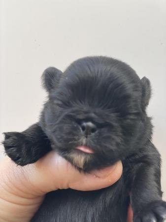 Image 5 of Beautiful Black pug puppies