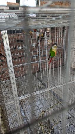 Image 3 of 2022 green cheeked conure cock for sale