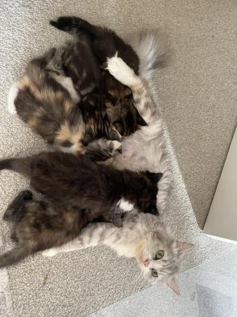 Image 5 of Playful kittens seeking loving homes