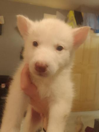 Image 10 of 7 gorgeous husky x alaskan puppies for sale
