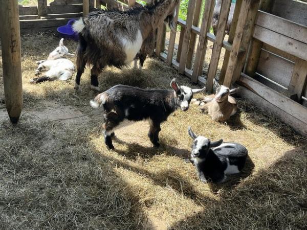 Image 2 of Pygmy goat kids wethers