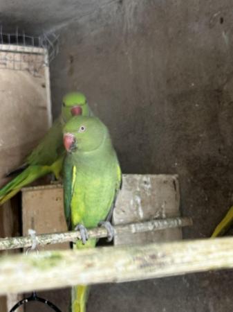 Image 4 of Pair of green ringnecks for sale