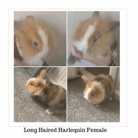 Image 1 of 7 Week Old Mini Lion Lop x Lop Bunnies