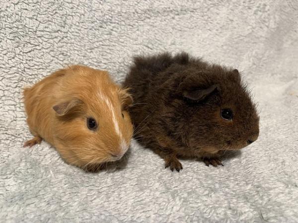 Image 5 of Male Guinea pigs for sale