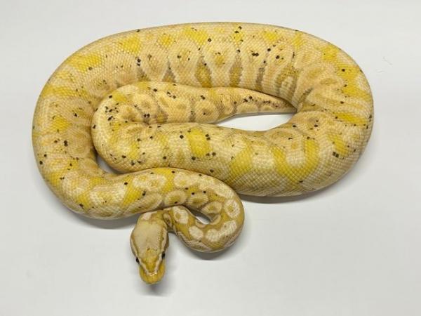 Image 4 of Ball Python Adult Males
