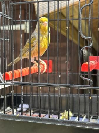 Image 4 of Fife Canary male for sale