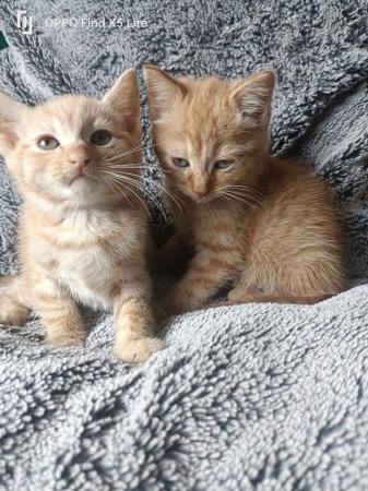 Image 3 of Beautiful kittens looking for their forever home
