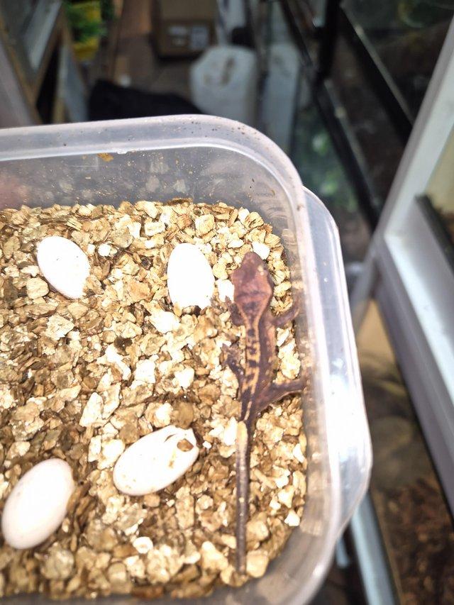 Red and lilly white gecko — photo 4 of 4