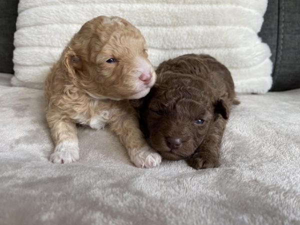 Image 3 of Gorgeous Coloured Toy Poodle Puppies For Sale