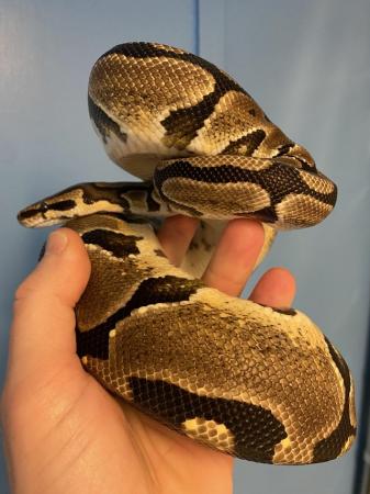 Image 1 of Female Royal Pythons over 1200g (£10 each)