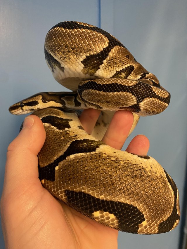 Preview of the first image of Female Royal Python over 1200g.