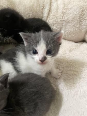 Image 6 of ??Beautiful cross mainecoon kittens for sale ??