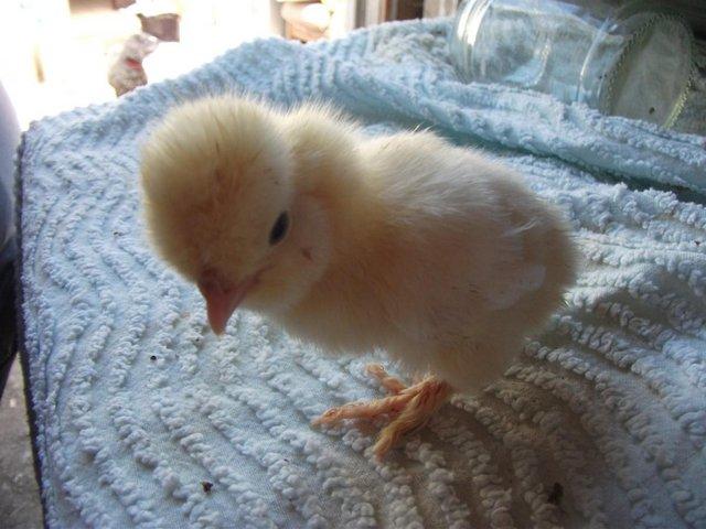 Preview of the first image of Sultan day old chicks for sale.