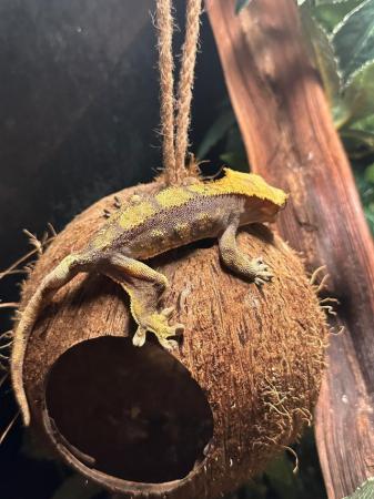 Image 6 of Crested gecko and Vivarium for sale