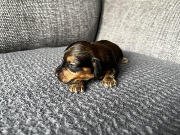 Image 3 of Long Haired Miniature Dachshunds