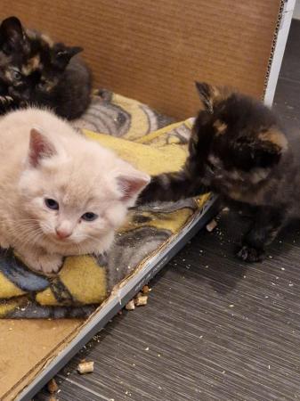 Image 17 of Mixed litter of kittens