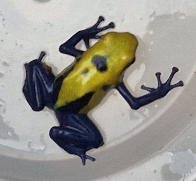 Preview of the first image of Dendrobates tinctorius citronella dart frog tadpoles +others.