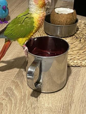 Image 2 of Pair beautiful conure parrots can go seperate