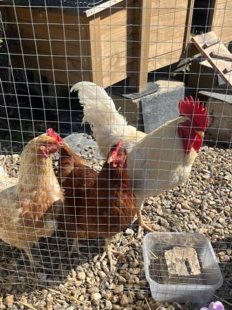 Image 3 of Chickens with coop and eccsesorrys