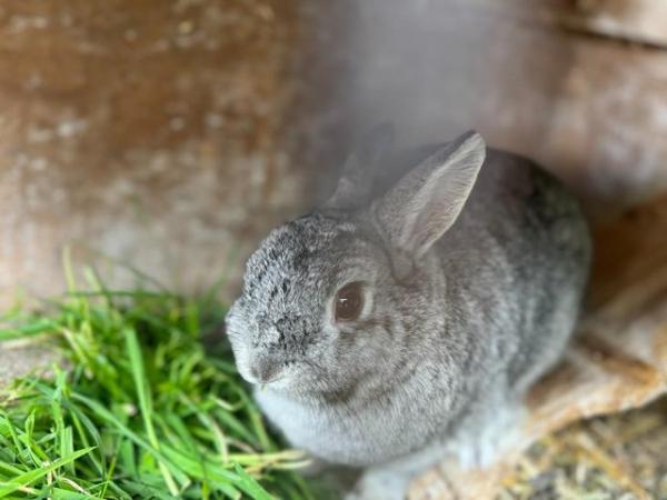 Image 2 of Friendly Female Pure Netherland Dwarf Rabbit