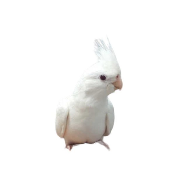 Preview of the first image of Cockatiel Albino, Black eyed White.